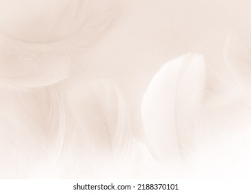 Beautiful abstract white feathers on white background, soft gray feather texture on white texture pattern, dark theme wallpaper, gray feather background, gray banners, white gradient
