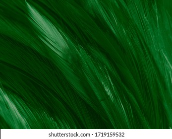 Beautiful abstract white and green feathers on white background and soft white feather texture on white pattern and green background, feather background , green banners