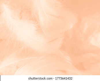 Beautiful abstract white and light orange feathers on white background, soft brown feather texture on white patter, yellow feather background