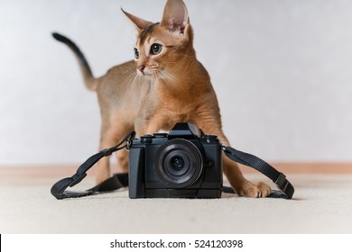 Beautiful Abyssinian Cat With A Camera