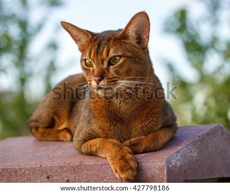 Beautiful Abyssinian cat close up. Imagine de stoc © 
