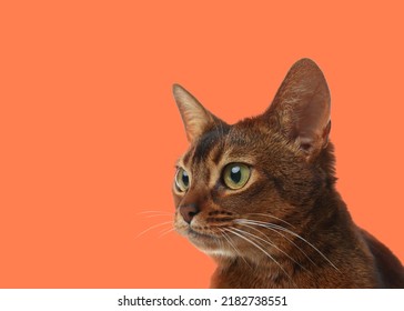 Beautiful Abyssinian Cat On Pale Orange Background