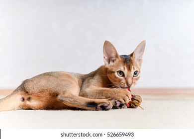 猫 アビシニアン の画像 写真素材 ベクター画像 Shutterstock