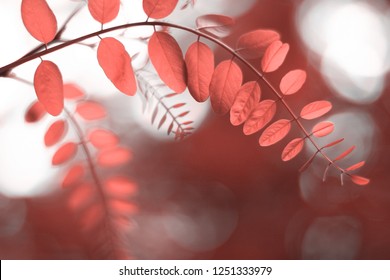 Beautiful Acacia Leaves In Colour Of The Year 2019 Pantone - Living Coral