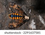 a beautiful Acherontia atropos moth