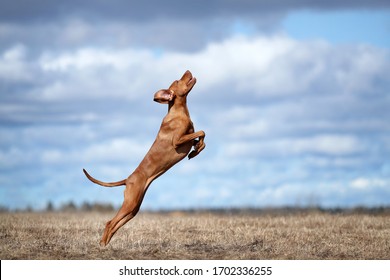 Beautiful active Vizsla dog jumping up, Vizsla in nature