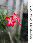 Beautiful adenium obesum flower with blurred backgroud. This flower is also called the desert rose. Because it comes from dry areas, this plant grows better in dry media rather than too wet conditions