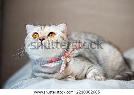 Beautiful and adorable Scottish Fold kitten