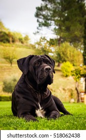 black italian mastiff