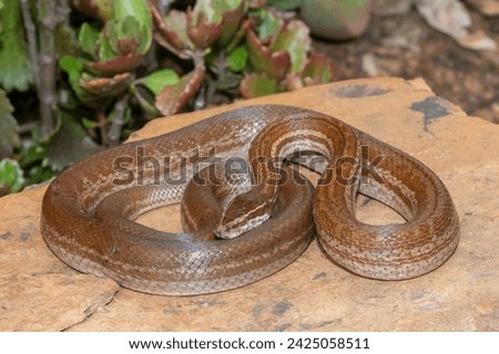 A beautiful adult brown house snake (Boaedon capensis) in the wild
