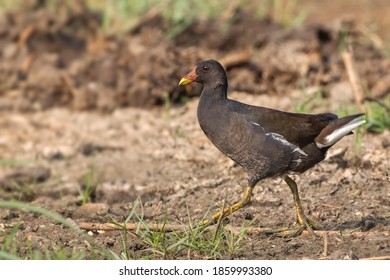 female moorhen