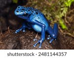 A beautiful adult female blue dyeing poison dart frog (Dendrobates tinctorius azureus).  