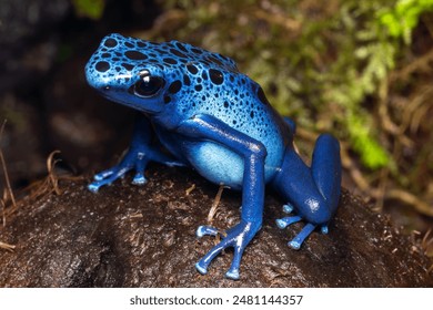 A beautiful adult female blue dyeing poison dart frog (Dendrobates tinctorius azureus).   - Powered by Shutterstock