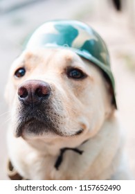 Beautiful Adult Golden Labrador Dog Military Stock Photo 1157652490 ...