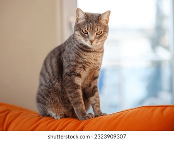 beautiful adult gray cat in apartment couch. Home comfort and rest. Cute cozy cat indoor shooting. funny kitty portrait. - Shutterstock ID 2323909307