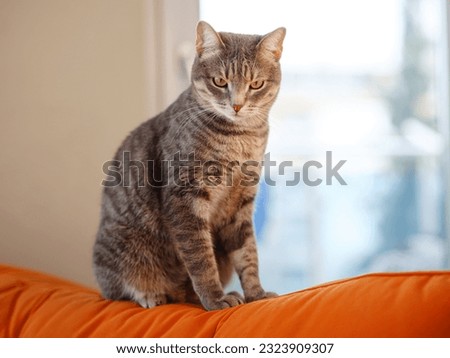 beautiful adult gray cat in apartment couch. Home comfort and rest. Cute cozy cat indoor shooting. funny kitty portrait.
