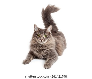 Beautiful Adult Gray Color Domestic Medium Hair Cat Laying Down And Looking Straight At The Camera