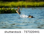 Beautiful adult Indian spot-billed duck also known as Indian Spot-bill or indian Grey duck, low angle view, spread wings and start flying from the lake, Chiang Saen Lake, northern Thailand.