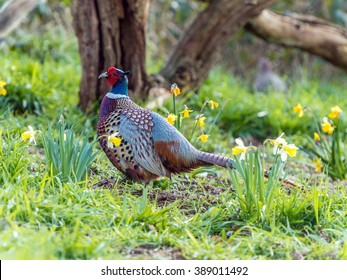 Beautiful adult male Ring-necked Pheasant (Phasianidae) depicted foraging in a natural countryside forest setting, surrounded by spring daffodil. Isolated against woodland background. 