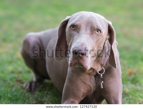 Beautiful Adult Male Weimaraner Dog Stock Photo (Edit Now) 127427120