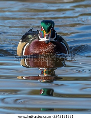 A beautiful adult male Wood Duck swimming straight towards the photographer with a nice reflection.