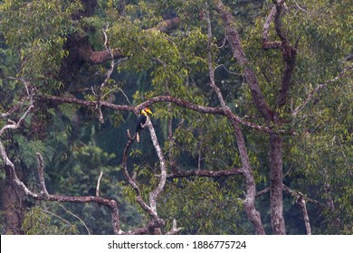 Beautiful Adult Male Wrinkled Hornbill, Uprisen Angle View, Side Shot,  In The Morning Foraging On The Branch In Tropical Moist Rainforest, Wildlife Sanctuary In Southern Thailand.