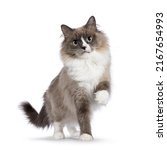 Beautiful adult mink Ragdoll cat, standing facing camera. Looking straight in lense with mesmerising aqua greenish eyes. One paw playful lifted. Isolated on a white background.