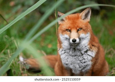 Beautiful adult red fox Vulpes vulpes in the autumn forest, natural habitat environment, Wild Ireland - Powered by Shutterstock