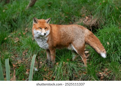 Beautiful adult red fox Vulpes vulpes in the autumn forest, natural habitat environment, Wild Ireland - Powered by Shutterstock