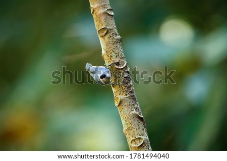 Similar – Foto Bild Hungriger Vogelnachwuchs