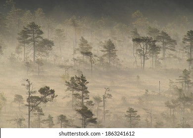 A Beautiful Aerial Drone View Of A Bog Forest Wth Sunrise Rays Of Light Shining Through Shadows And Much Fog, Steam Or Smoke, Looking Like Forest Fire, Creating Shadows And Copy Space