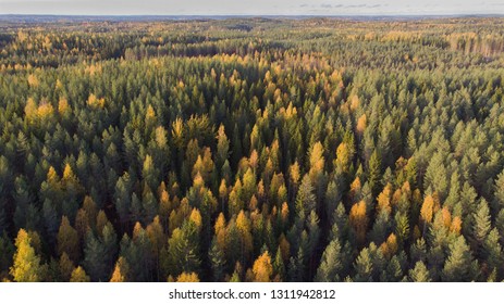 Beautiful aerial landscape picture of Finnish forest