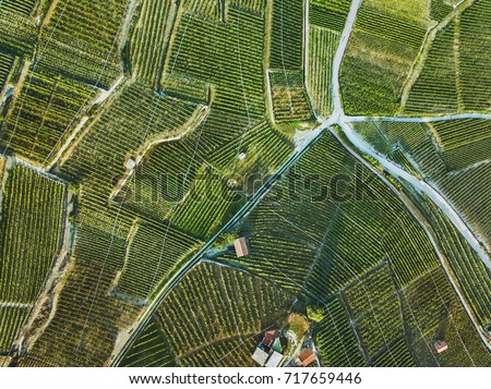 beautiful aerial landscape of wine yards, top view of grape plantation