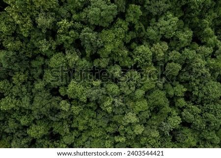 Beautiful aerial top view of green forest in rural Thailand.