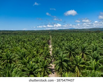 Beautiful aerial view of the African Palm tree with a rustic road in the middle in Costa Rica