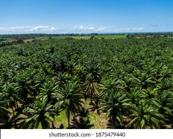 Beautiful aerial view of the African Palm tree with a rustic road in the middle in Costa Rica