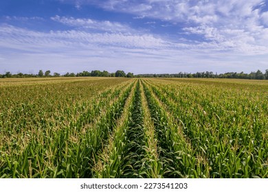 Beautiful aerial view of endless green agricultural field with crops on sunny and cloudy summer day. Flying over corn seedling field, harvest crops in the rural area countryside farm field. - Powered by Shutterstock