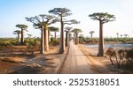 Beautiful aerial view of the famous Avenue of the Baobabs in Madagascar, with towering baobab trees lining a dirt road, creating a majestic and unique landscape.