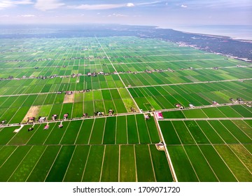 Beautiful aerial view of green paddy field in sekinchan, malaysia - Shutterstock ID 1709071720