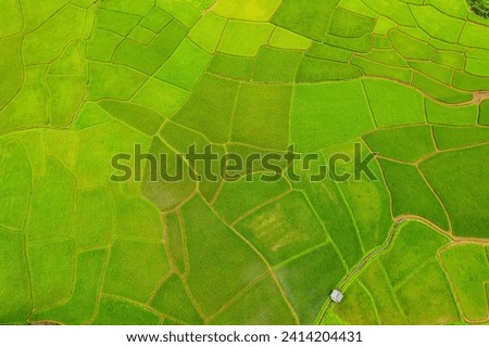 Beautiful aerial view of the green and yellow rice field, of agriculture in rice fields for cultivation.