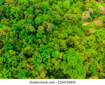 Beautiful aerial view of trees in the forest in summer for vacation - Shutterstock ID 1104724835