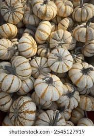 A beautiful aesthetic pumpkin patch background or filler picture.