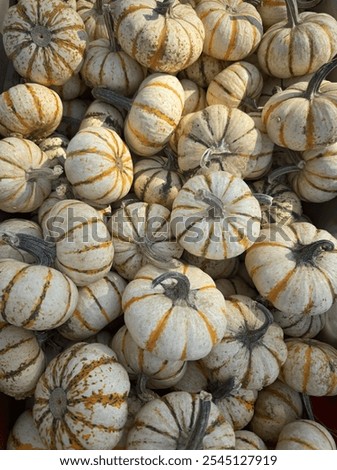 A beautiful aesthetic pumpkin patch background or filler picture.