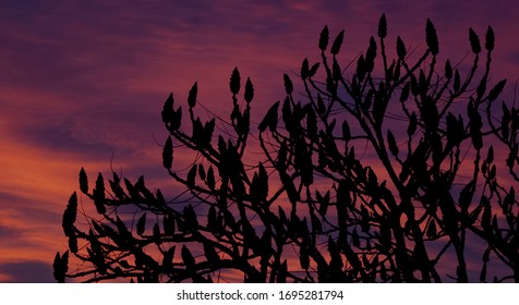 aesthetics silhouette images stock photos vectors shutterstock shutterstock