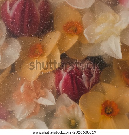 Beautiful aesthetic tulip and narcissus flowers background with water drops under glass surface