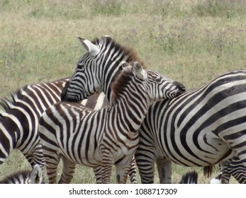 Beautiful Affectionate Zebras Cuddling On African Savannah