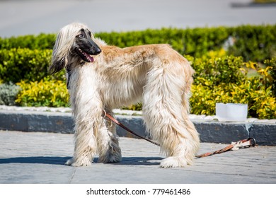 Beautiful Afgan Hound