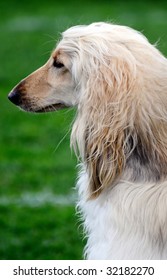 Beautiful Afgan Hound Posing At A Dog Show