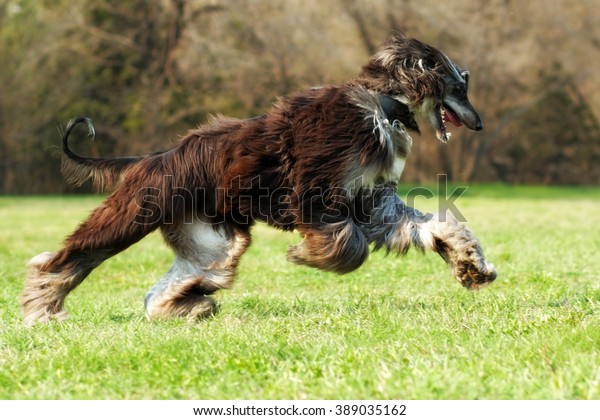 beautiful Afghan hound dog running fast\
gallop across the grass, hair flying in the\
wind\
