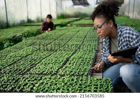 Beautiful African American organic vegetable garden owner with black skin.Standing smiling holding tablet with team farmers Help take care of seed plots in the greenhouse.Modern Agricultural,harvest.